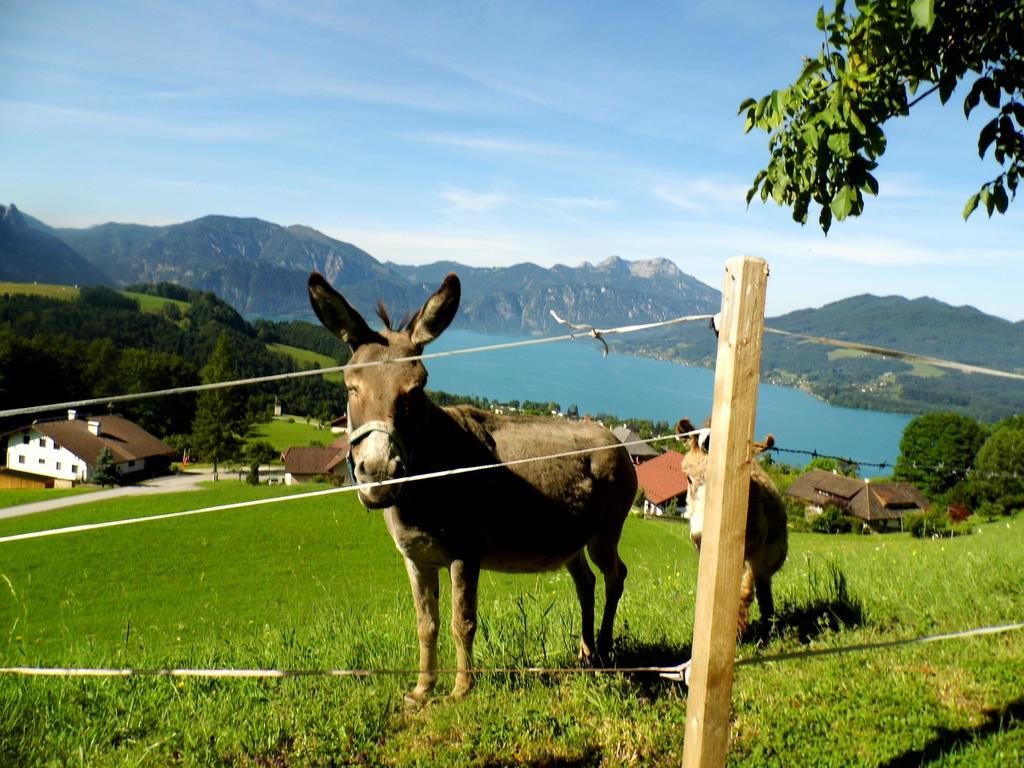 Biohof Schwanser Steinbach am Attersee Exteriér fotografie