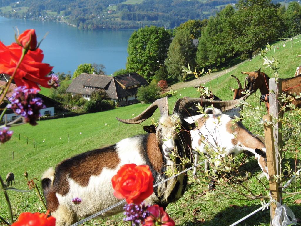 Biohof Schwanser Steinbach am Attersee Exteriér fotografie