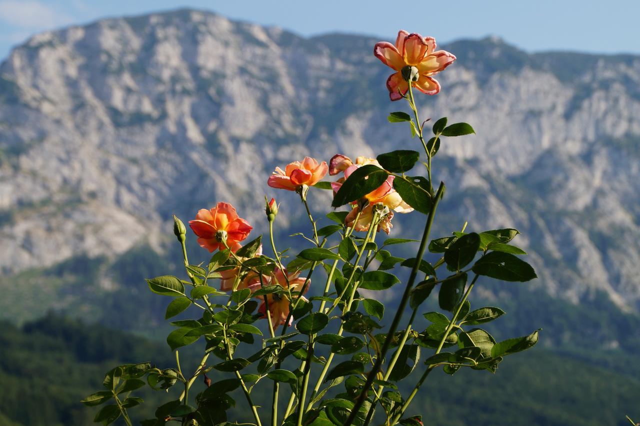 Biohof Schwanser Steinbach am Attersee Exteriér fotografie