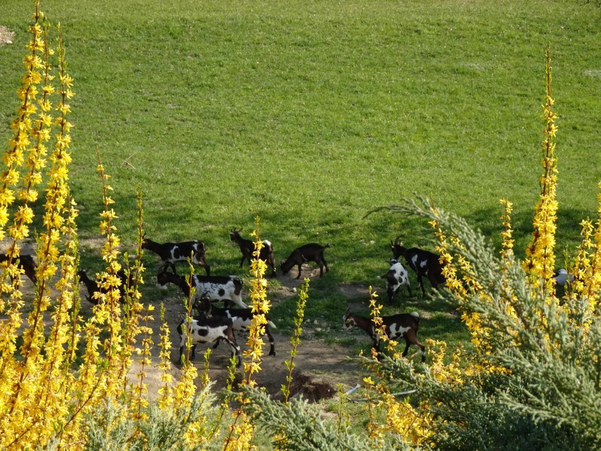 Biohof Schwanser Steinbach am Attersee Exteriér fotografie